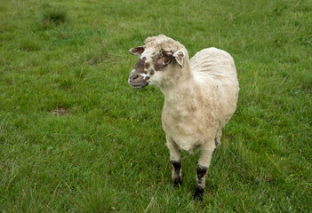 Sheep grazing on a meadow, on a cloudy day