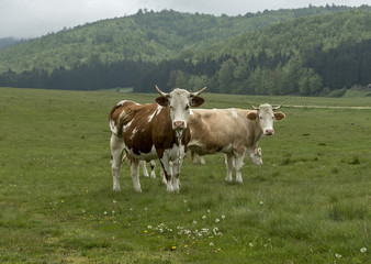 Fototapeta na wymiar Cows and farm animals grazing in the meadow