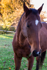 Obraz premium Cheval
