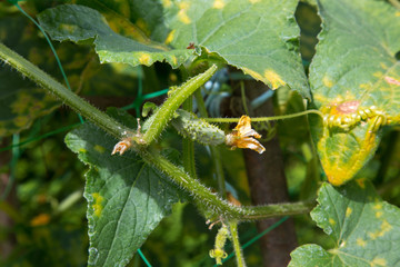 Cornichon
