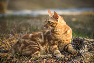 orange fur cat lying on field