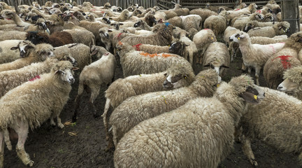 Sheep grazing on a meadow, on a cloudy day