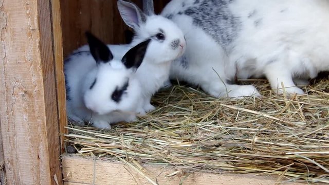 Rabbits in the rabbit hutch
