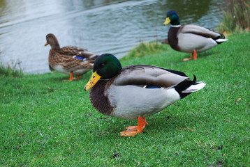 Ente auf dem Rasen vor einem See 