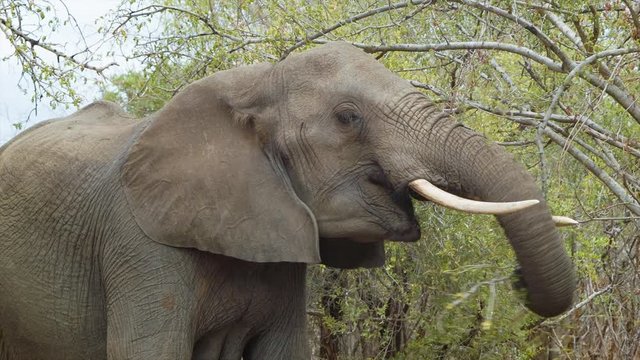 African Elephant Close-up Eating a Tree Breaking Branches Effortlessly in its Natural Habitat inside Kruger National Park South Africa