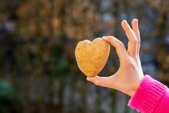 Potato shaped heart in the female hands