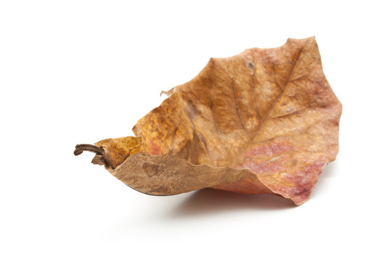 Dry leaf closeup isolated