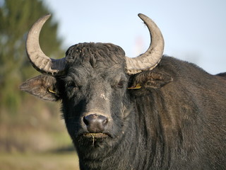 Asiatischer Wasserbüffel Kopf