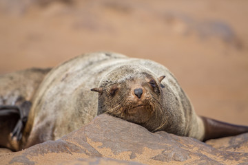 Fototapeta premium Brown fur seal (Arctocephalus pusillus), Cape Cross, Namibia