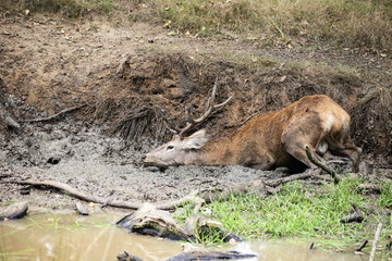 Red deer stag cervus elaphus takes a mudbath to cool down on Aut