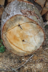 Naklejka premium Brennholz