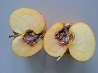 Apfel mit Schädlingsbefall