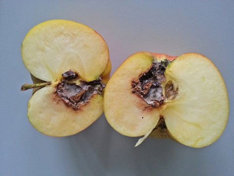 Apfel mit Sch&auml;dlingsbefall
