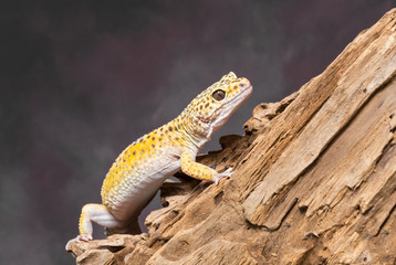 Leopard Gecko