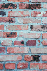 background with old tree