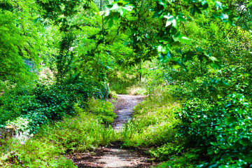 Old abandoned path being eaten by nature-nature vs city