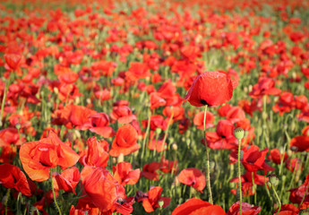 poppy field