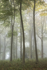 Fototapeta na wymiar Stunning colorful vibrant evocative Autumn Fall foggy forest lan