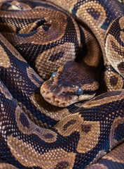 Obraz premium Two burmese pythons