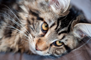 Maine Coon