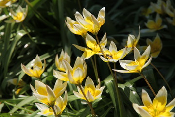yellow tulip with spiky petals
