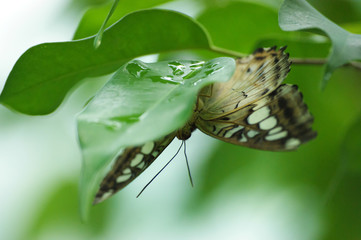 Butterfly, hiding from the rain under a leaf