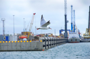 Fototapeta premium Seagull flying in the bay