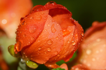 The Moscow Botanical Garden. The Japan quince (japonica). Flowering. Macro.