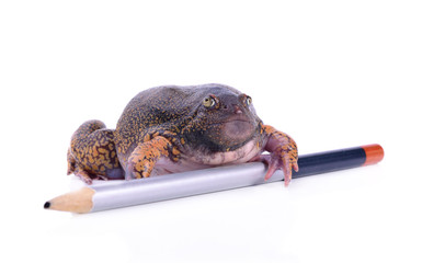 bullfrog on white background