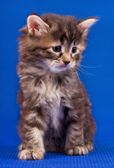 Siberian little kitten