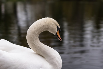 Autumn 2013. Russia. Moscow. Central Park of Culture and Rest. Swan on the pond.