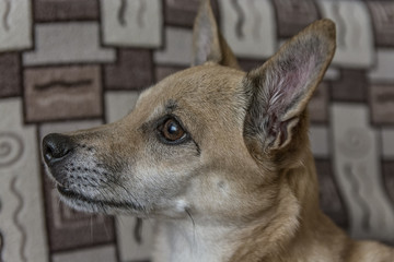 domestic dog portrait on the couch 