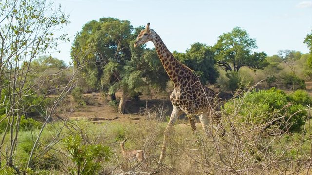 Tall Giraffe Walking in Natural African Bushveld with Green Trees on a Sunny Day inside Kruger National Park South Africa