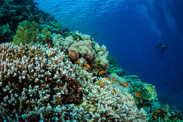 Divers on the reaf