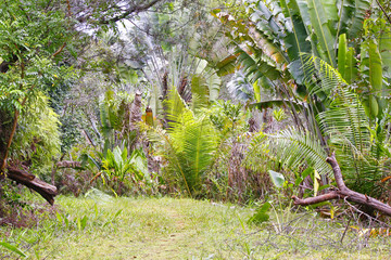 Ranamafana rainforest - Madagascar