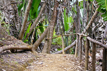 Ranamafana rainforest - Madagascar