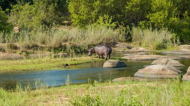 Hippopotamus Standing Next to Natural African River in a Green Grass and Trees Setting with Flowing Water on a Sunny Day inside Kruger National Park South Africa