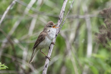 Garden warbler