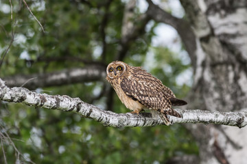 Short-eared Owl