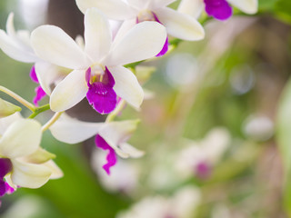 Fototapeta na wymiar White orchids. beautiful Flower of Thailand.