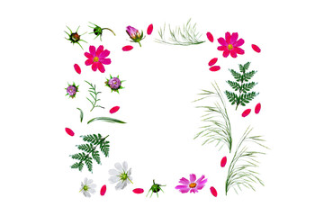 Cosmos flowers isolated on white background. Top view, flat lay.