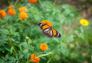 Fototapeta na wymiar Beautiful butterfly on a flower.
