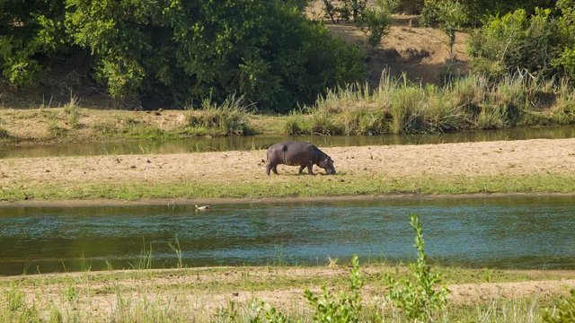 Hippopotamus Standing on Sandy African Riverbank in its Natural Habitat with Flowing Water on a Sunny Day inside Kruger National Park South Africa