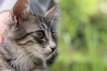 サバトラの子猫