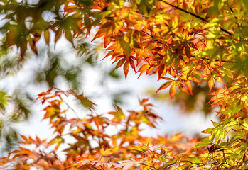 Colorful maple Autumn Season.