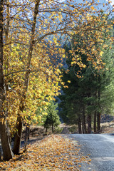 Fototapeta premium Sararmış Yapraklar