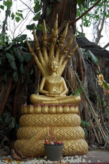 Fototapeta na wymiar Golden Buddha sitting on a coiled cobra. Vientiane, Laos