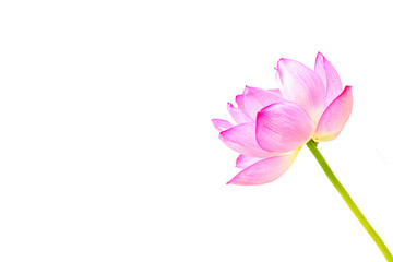 Fototapeta premium The Lotus Flower.White Background.Shooting location is the Sankeien in Yokohama, Kanagawa Prefecture Japan.