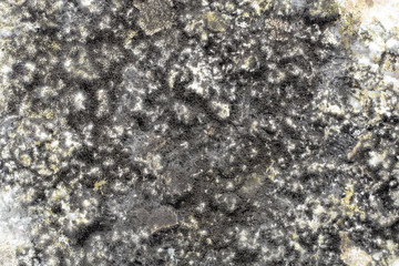 black mold on foods