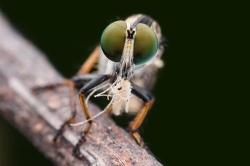 Robber fly with prey